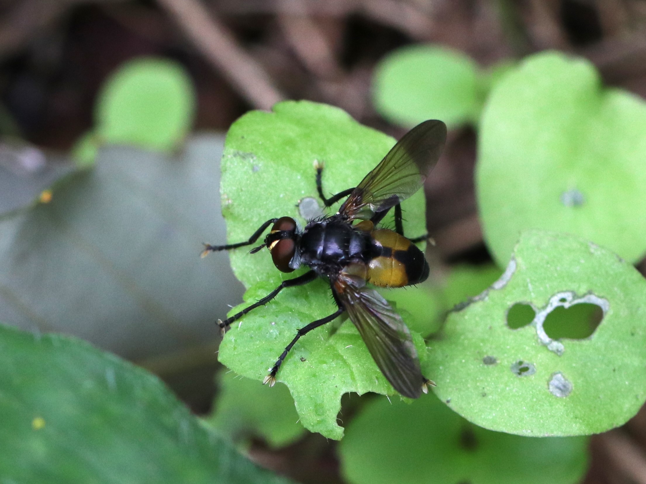 Hemyda vittata